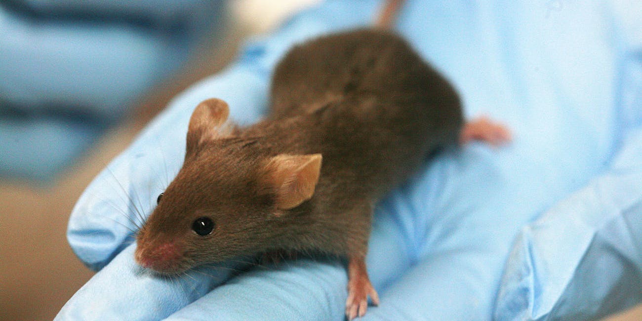 Rats and mice are often, but not always, decent estimations of humans in the lab.