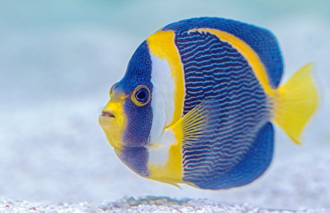 Fish