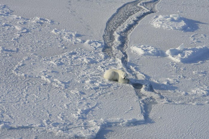 polar bear hunting seal USGS
