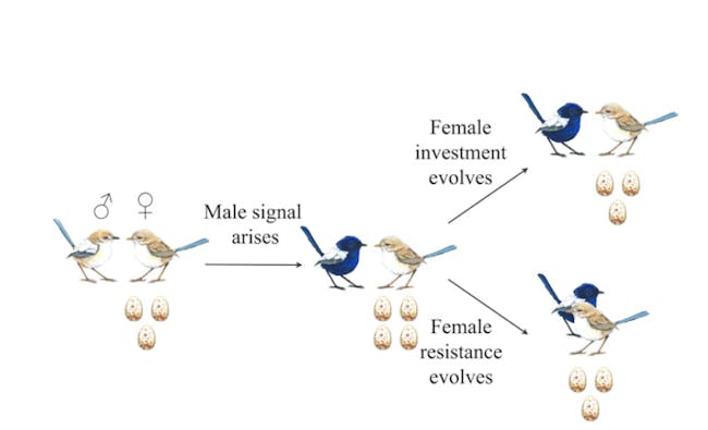 Bird courtship, like human courtship, is deceptively complicated