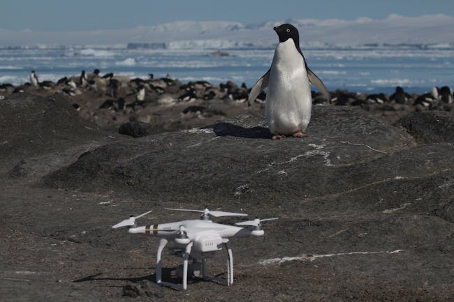 Adélie penguin