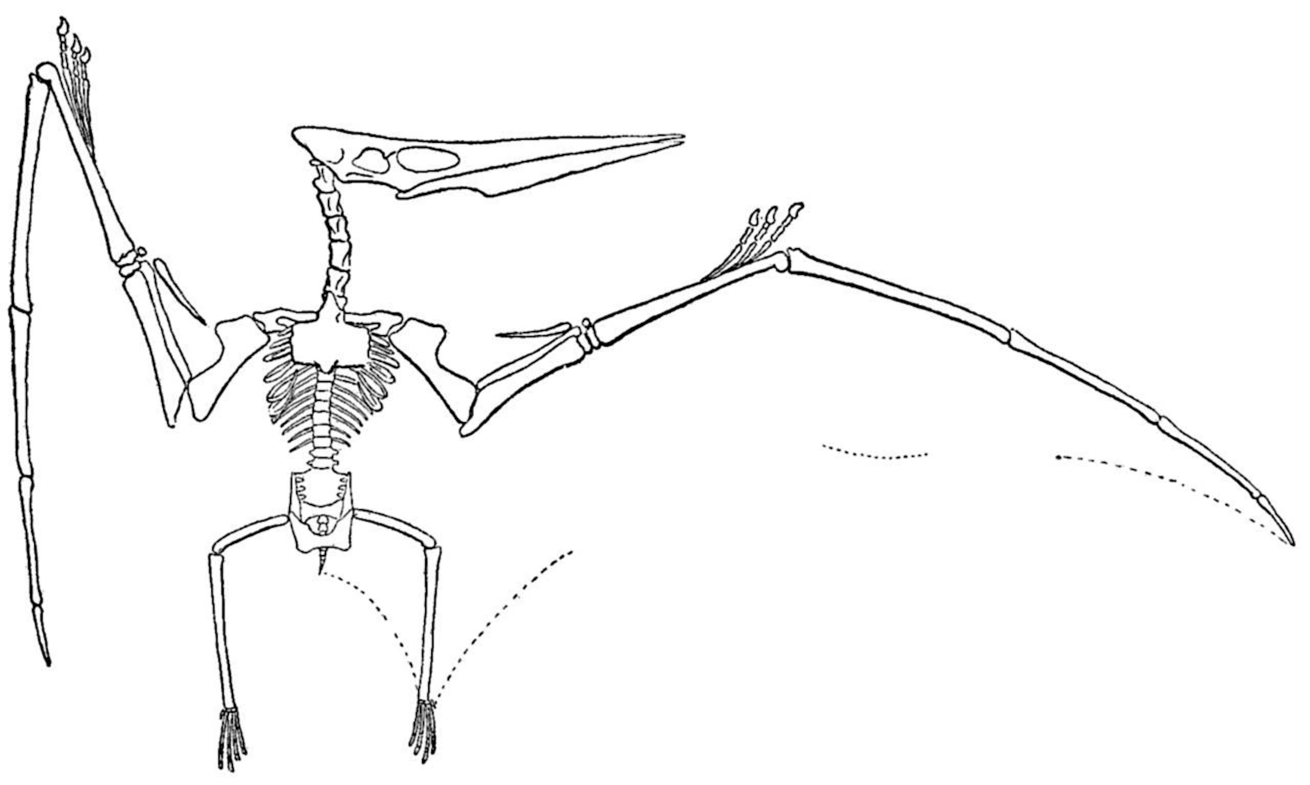 The Pteranodon lived during the Cretaceous period, the 79-million year period that began 145 million years ago.