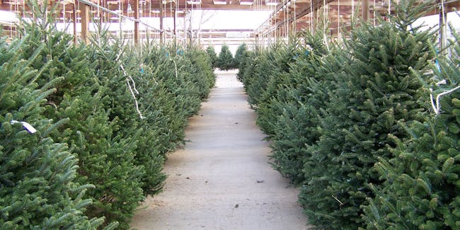 Christmas tree lot.