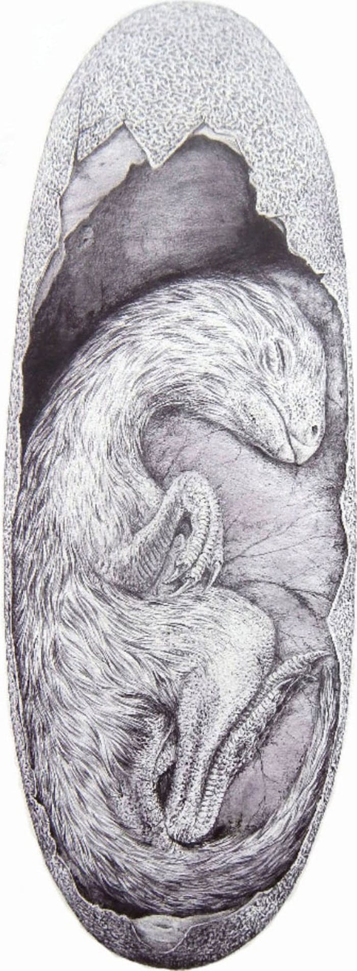 The drawing shows the approximate size of the Beibeilong embryo inside a Macroelongatoolithus egg (drawn by Vladimir Rimbala).