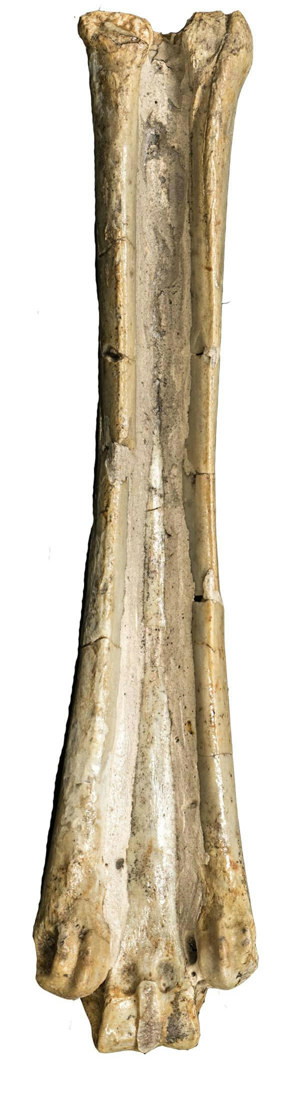 The researchers say this Mesohippus metacarpal bone shows evidence of the toes I and V as ridges on the sides.