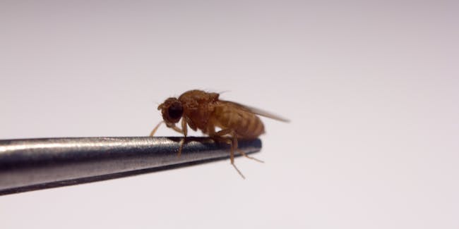 Fruit Fly