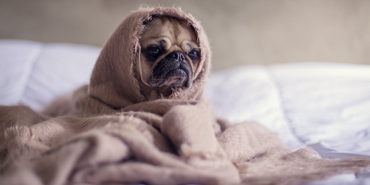 pug