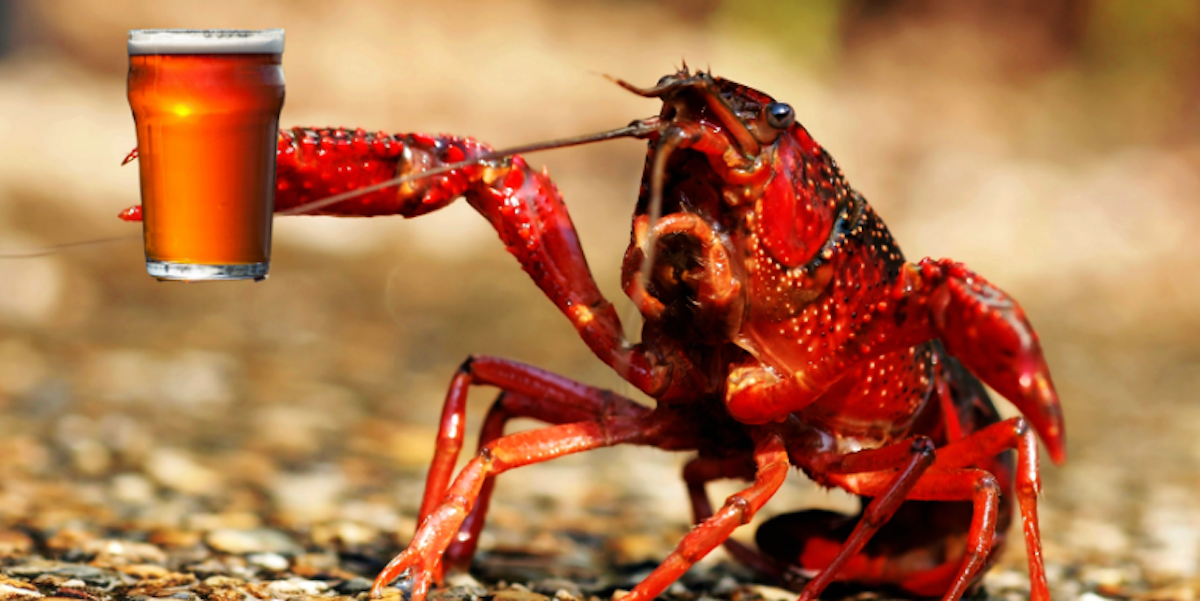Drunk Crayfish Experiment Reveals Insights About Social Drinking Inverse
