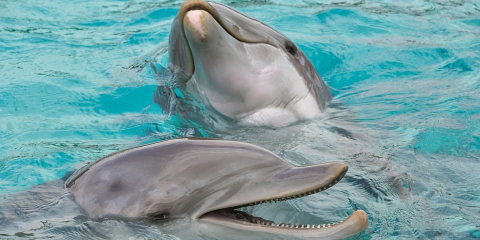 Dolphin Genital Discovery Suggests Their Sex Lives Are Remarkably Human 6853