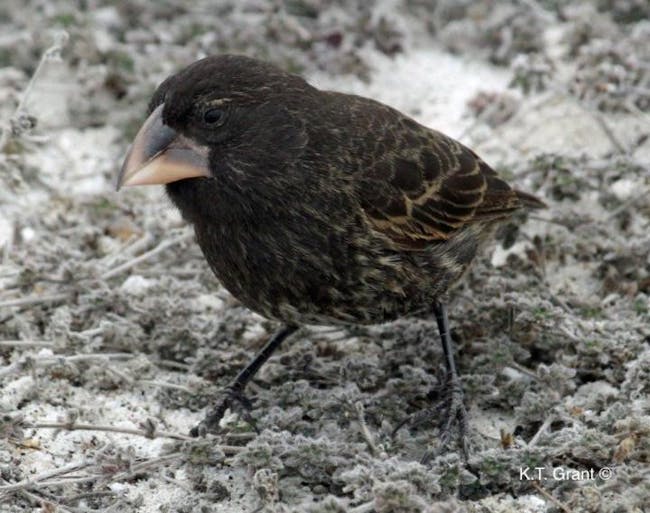 G. conirostris