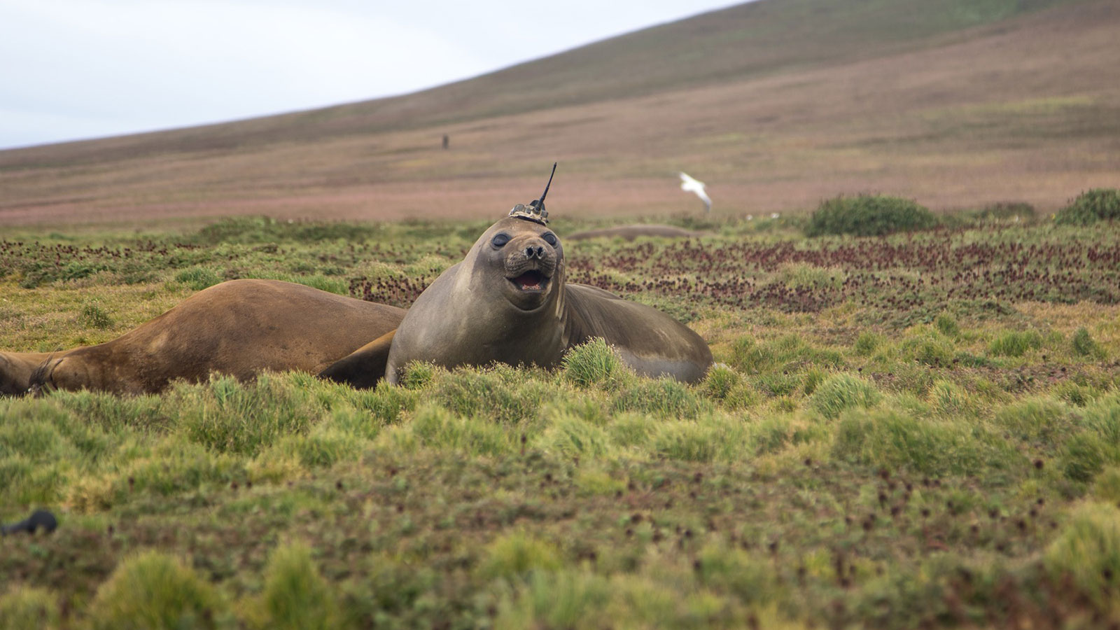 A tagged elephant seal