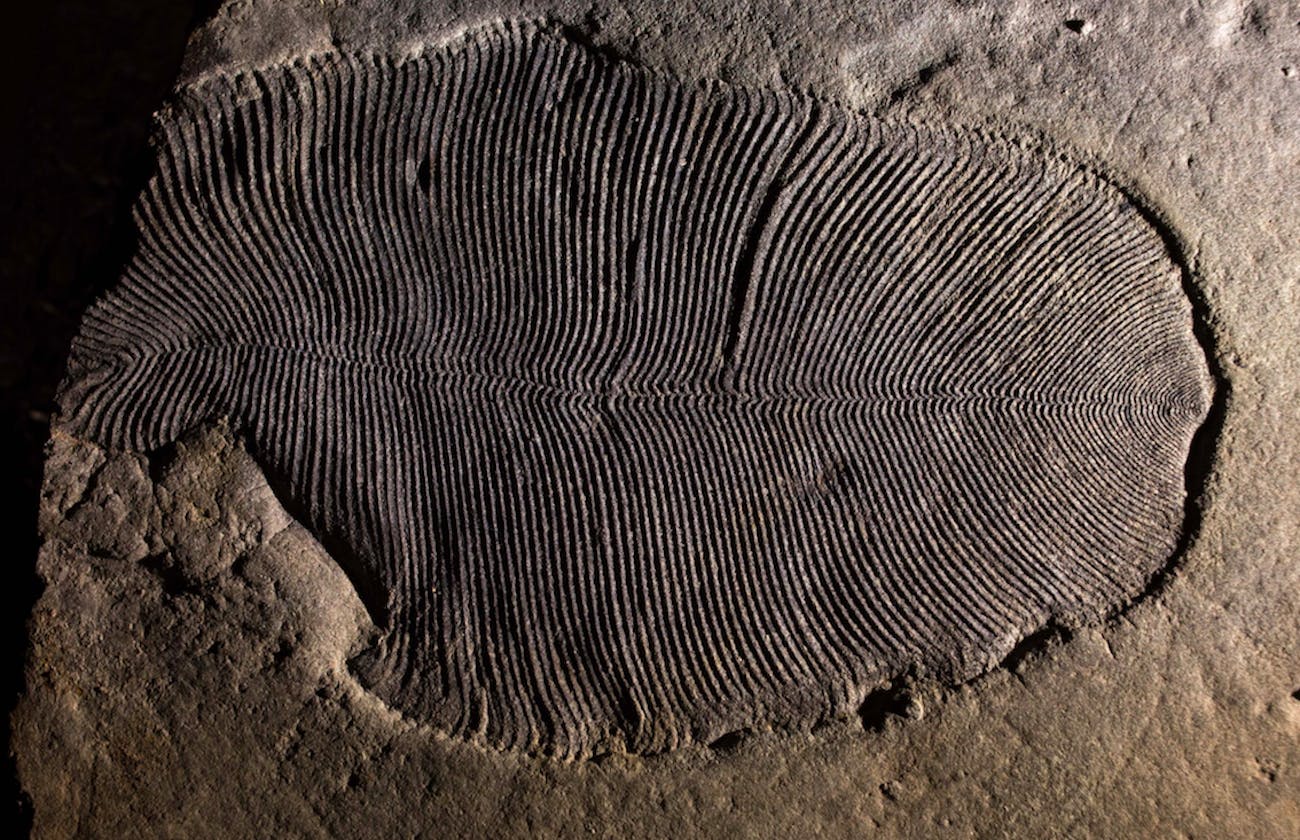 dickinsonia