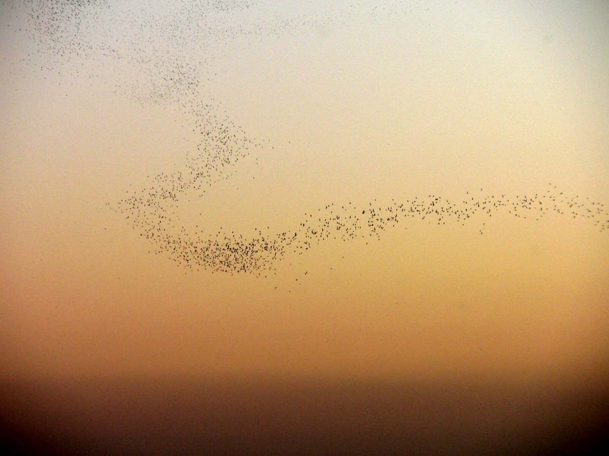 Bats
