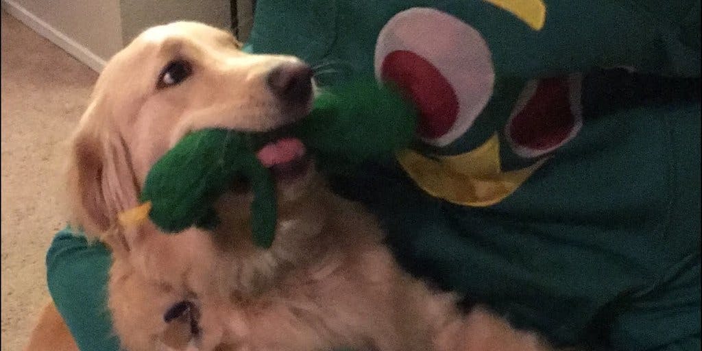 The Gumby Dog Knew It Was Its Owner In The Costume Inverse