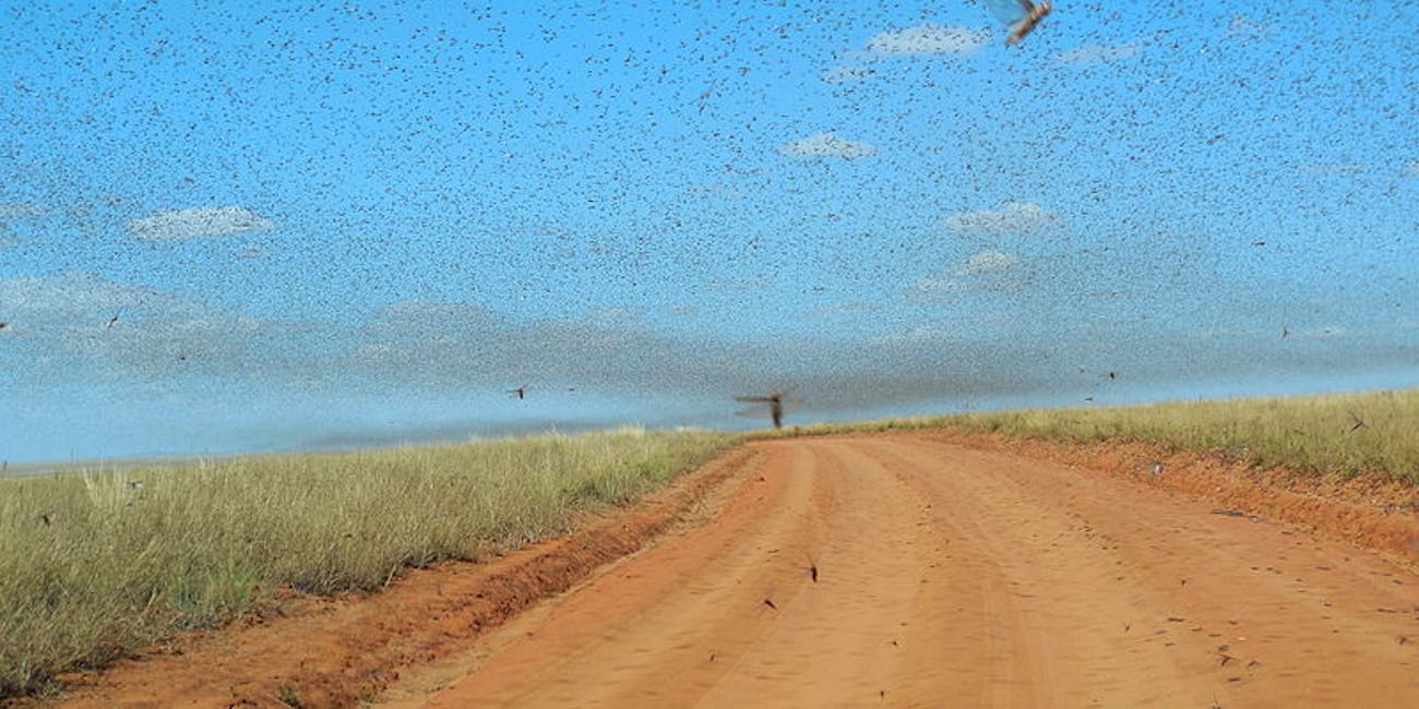 locust swarms