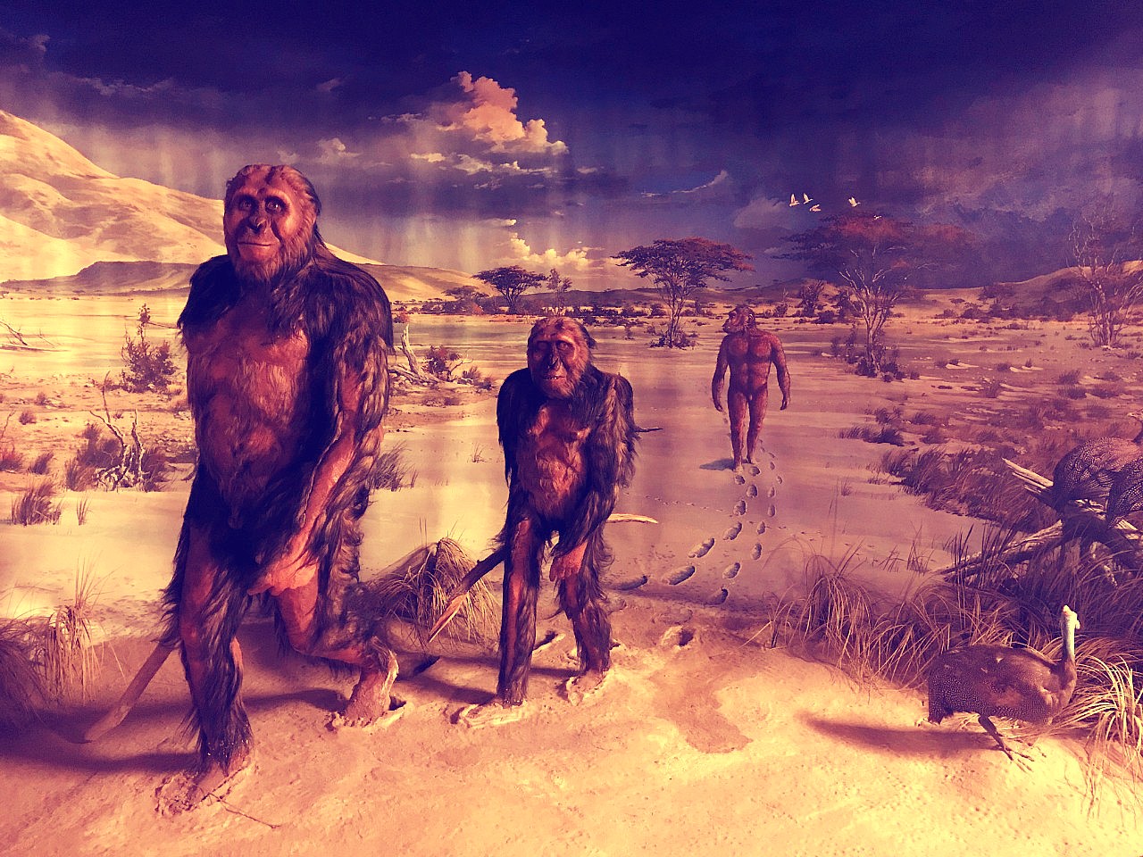 early humans