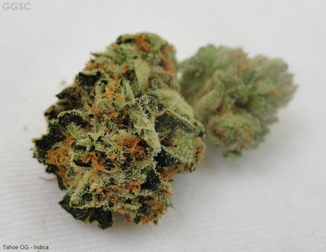Tahoe OG Kush jazz cabbage