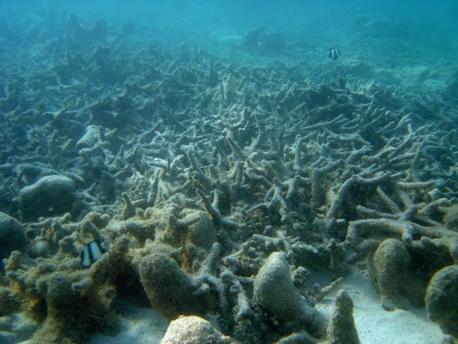 dead coral reef