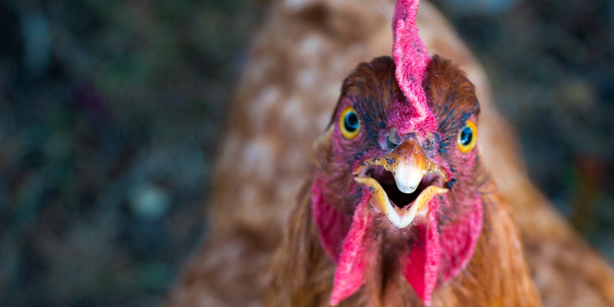 How Chickens Can Run Around With Their Heads Cut Off According To 