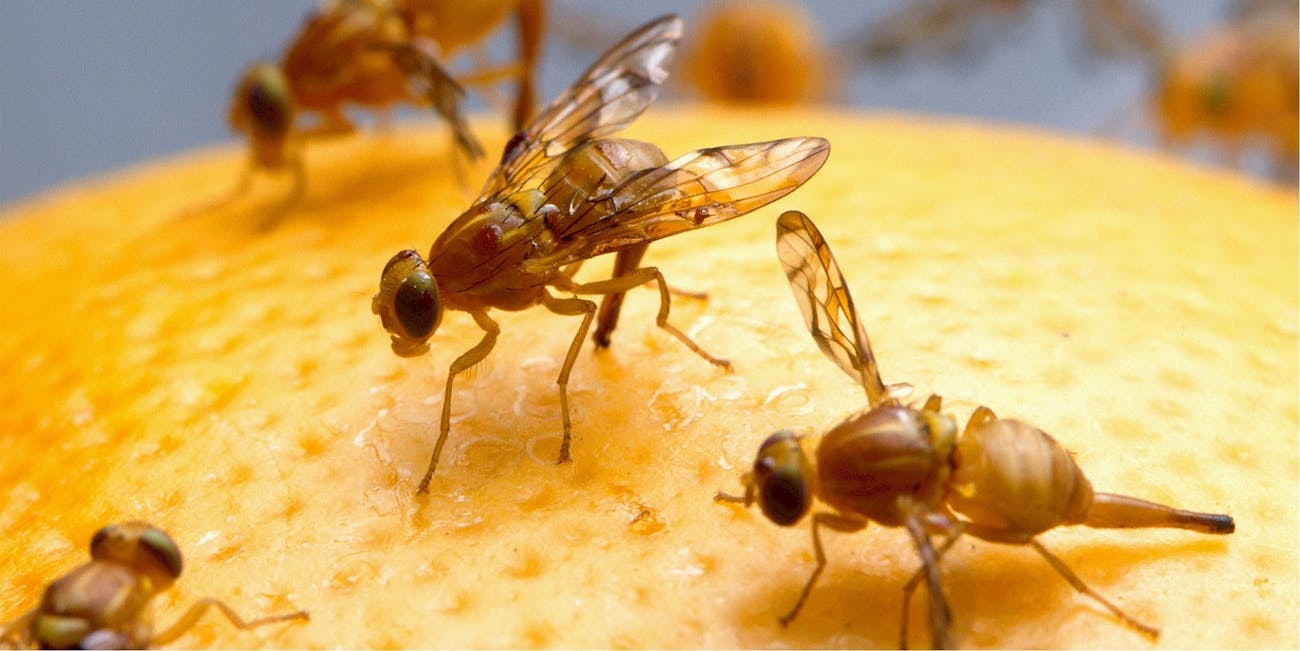 fruit fly infestation how