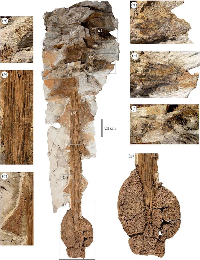 'Ghostbusters' Zuul Dinosaur Discovered in Montana | Inverse