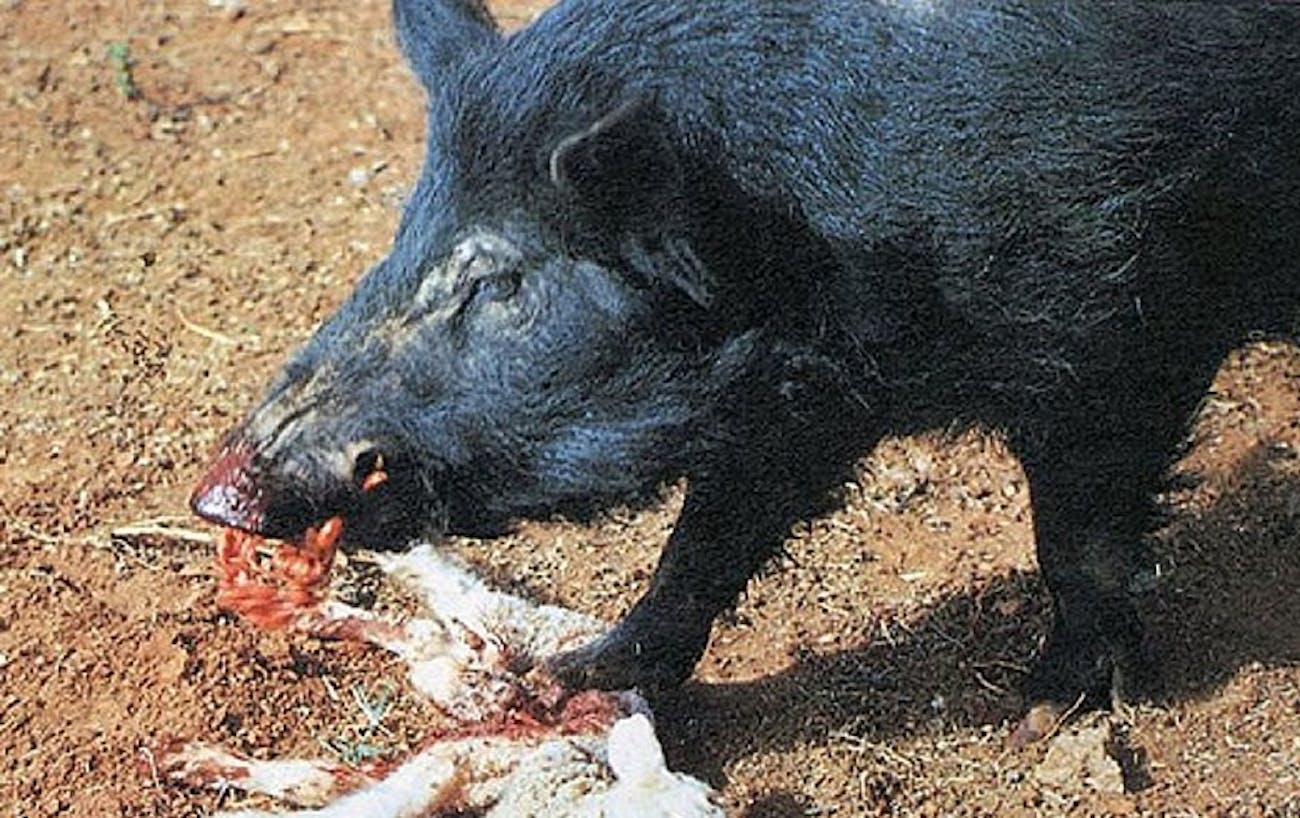 Feral Hogs: The Scientific Reason They're Too Smart for Assault Rifles