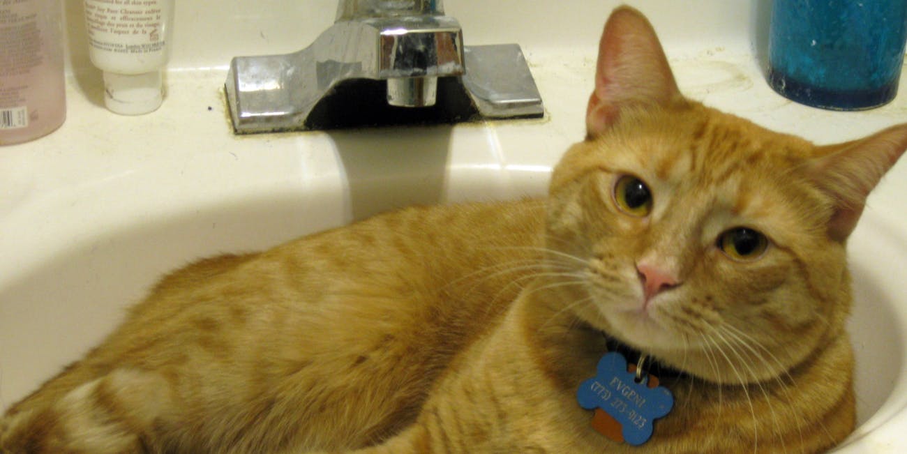 Why Are Cats Liquid According To Science Inverse Why Are Cats Liquid According To Science Inverse