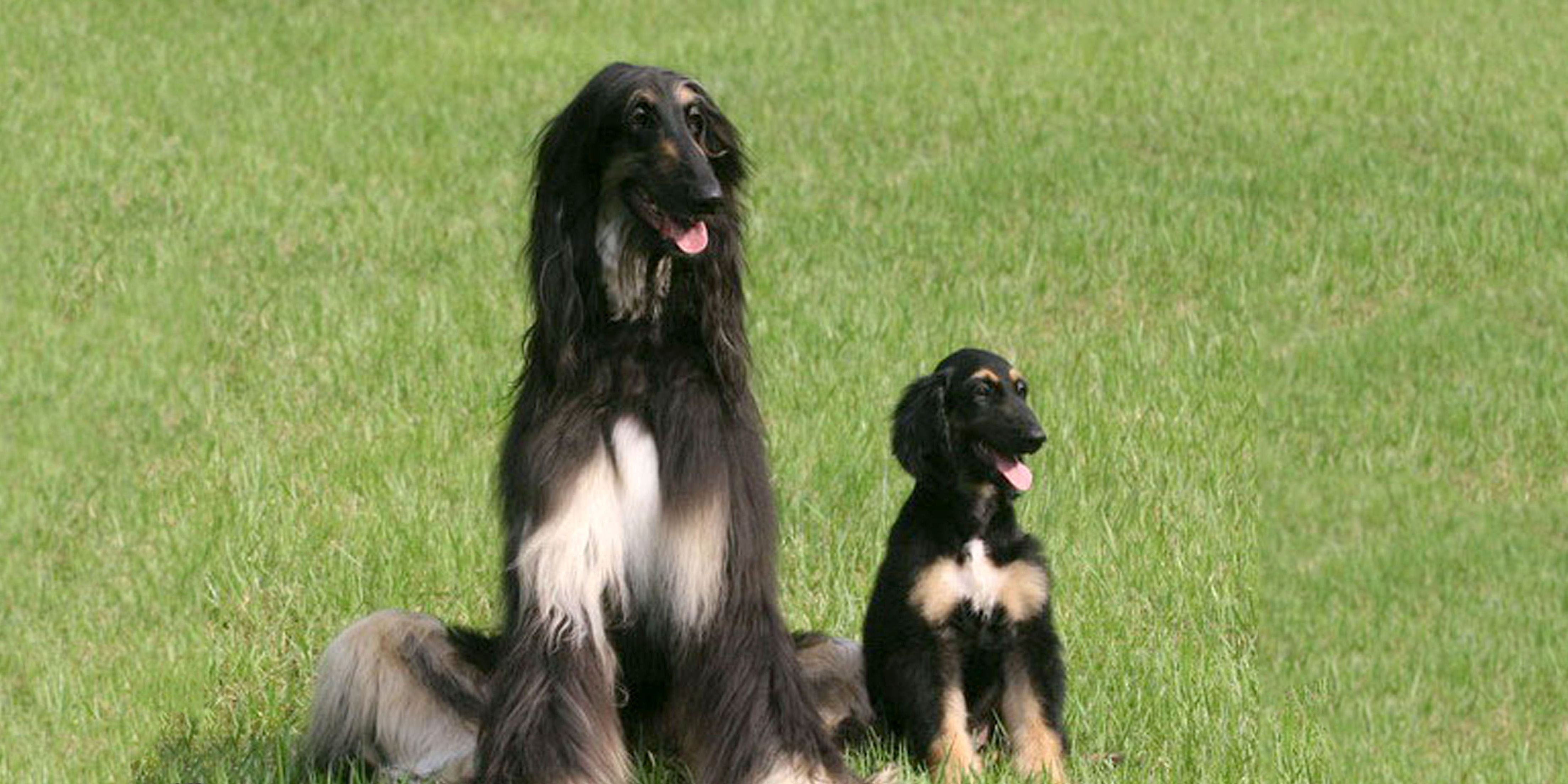 Scientists Make More Clones of Snuppy, the First Cloned Dog Inverse