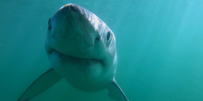 Shark Week 2018: Great White Shark Nursery Is Terrifying ...