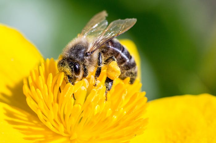 Puerto Rico's 'Gentle Killer Bees' Could Save the World's Honey | Inverse