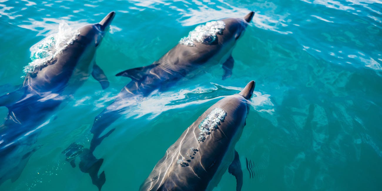 dolphins