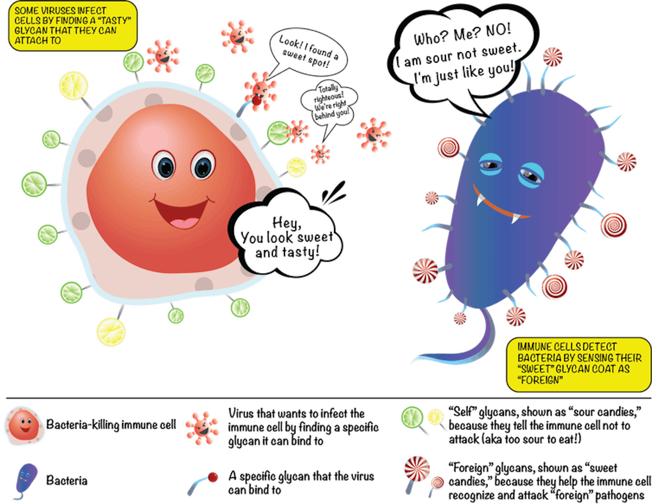 What Is the Human How Scientists Unlocked the Sugar Code Inverse