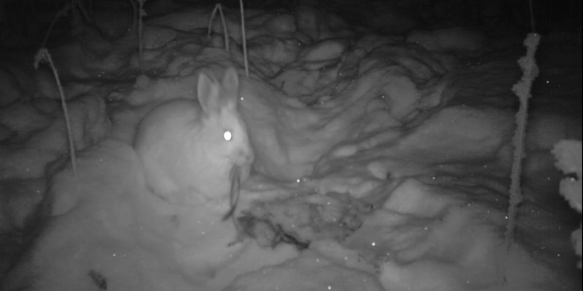 MeatEating Snowshoe Hares Observed Dining on Lynx in the Canadian
