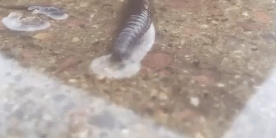 Why Do Worms Crawl Onto the Sidewalk When It Rains? | Inverse