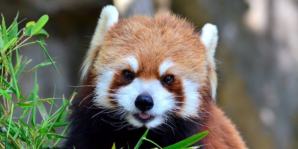 The Science Of Cute And Why You Want To Bite This Baby Red Panda