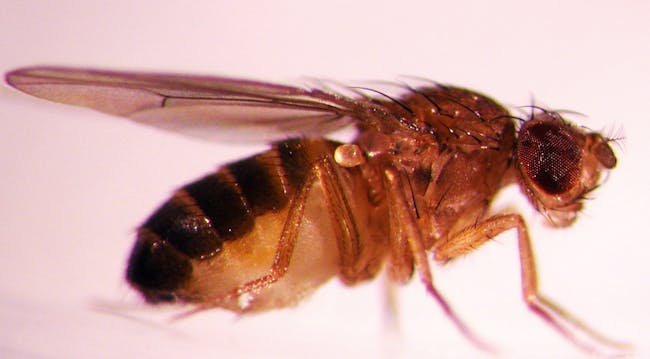 This fruit fly is used by researchers at Oregon State University for studies of the genes that control the biological clock in many animals, including humans. (Photo courtesy of Oregon State University)