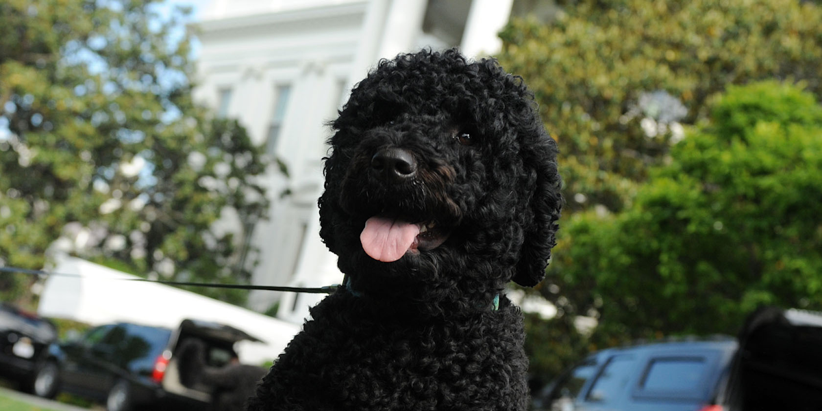 Obama Against Dog Breed Obama Against Dog Breed