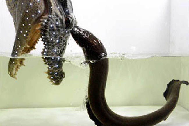 electric eel jumping