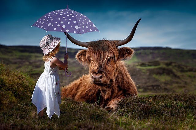yak cow science
