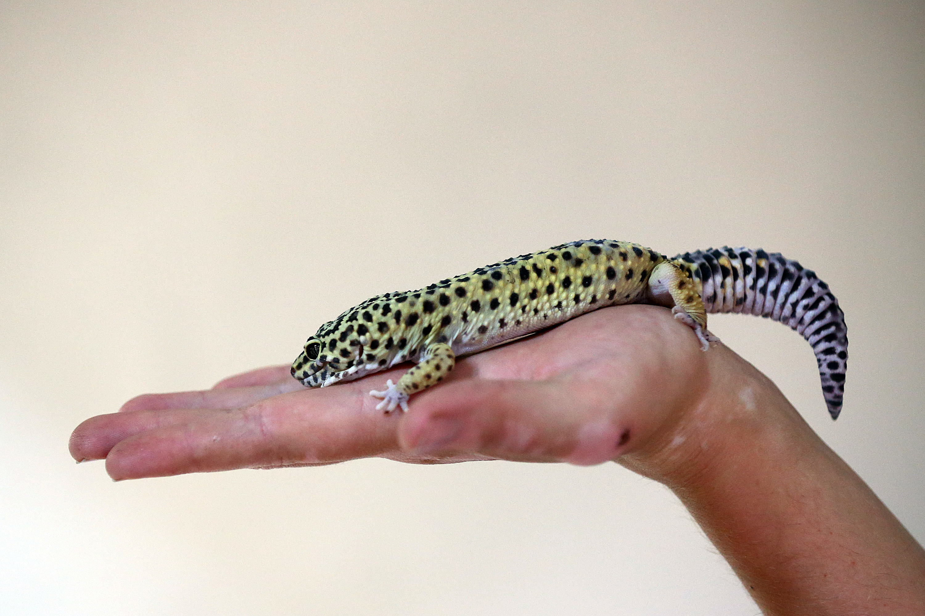 gecko speed stacks