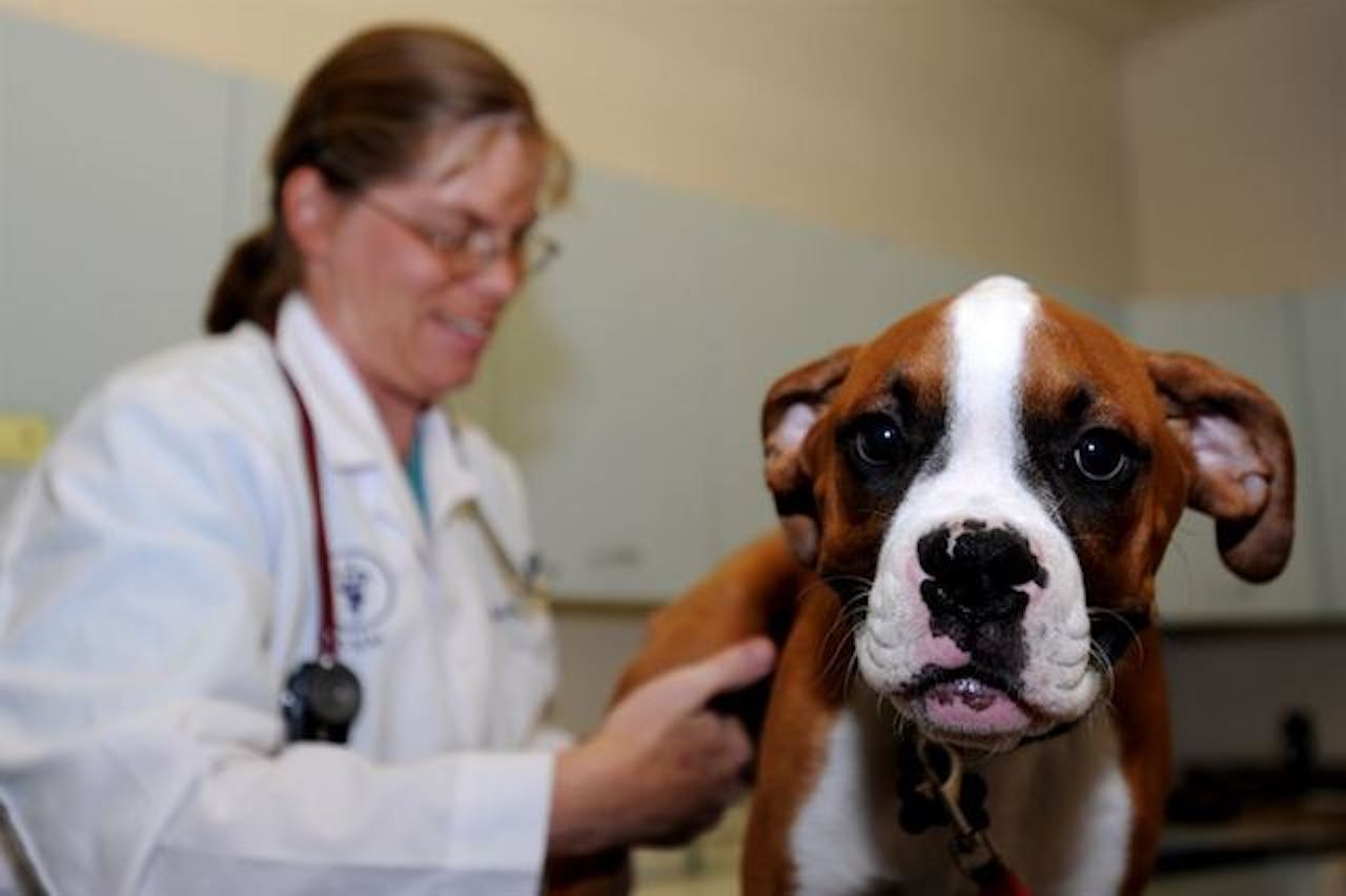 canine influenza