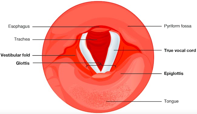 Larynx