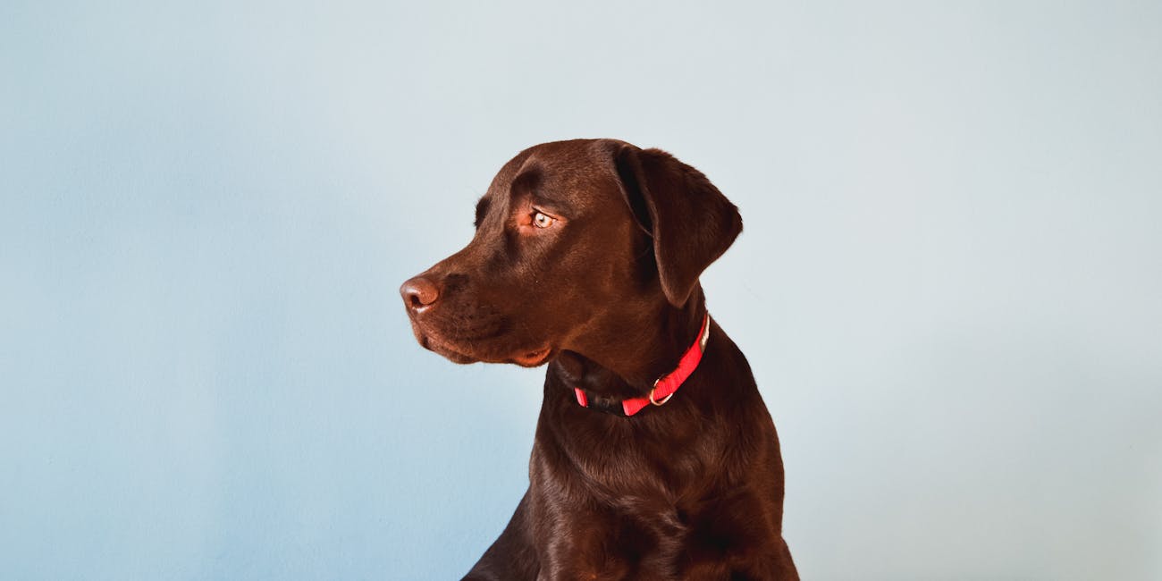 dogs, stress, owners