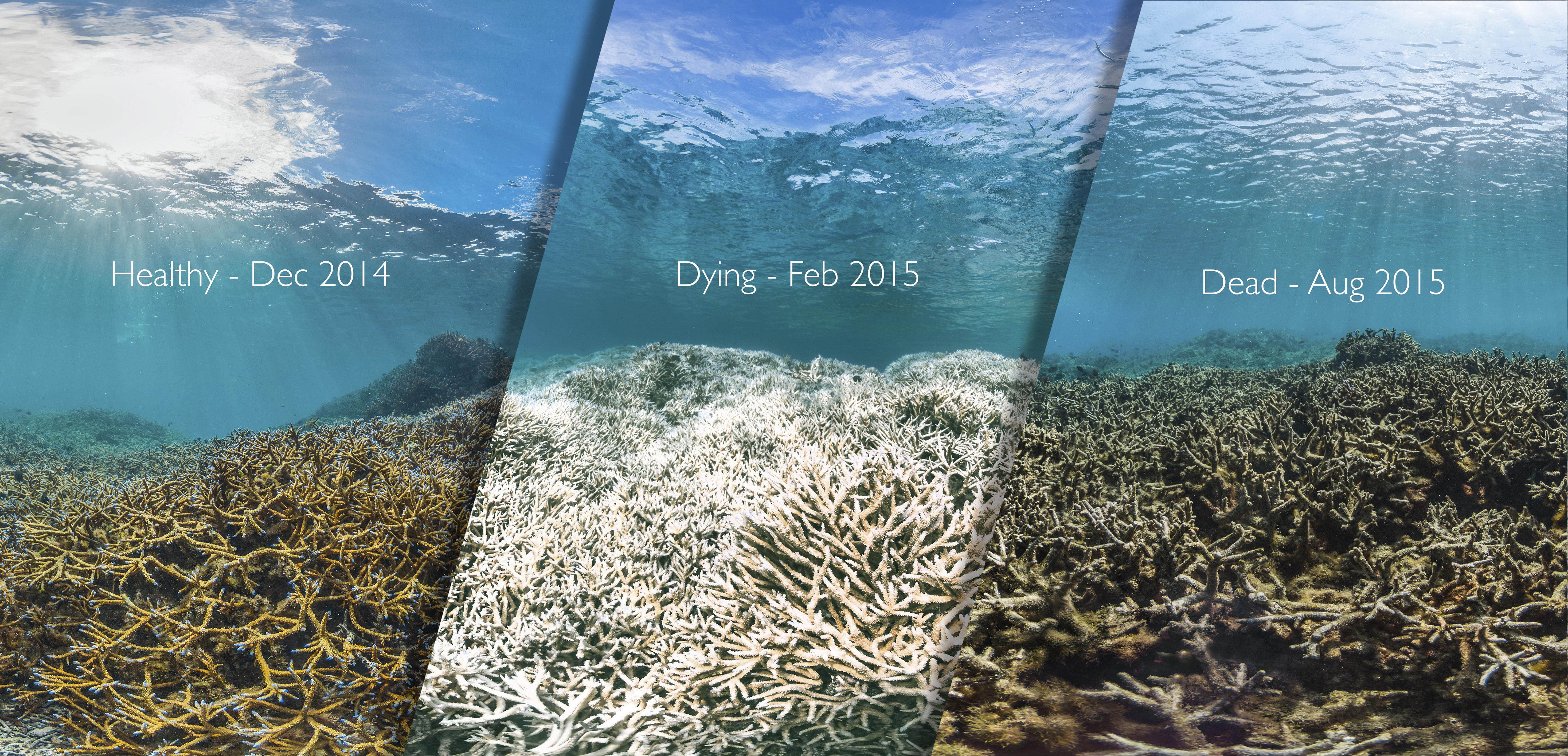 image of healthy, dying, and dead coral