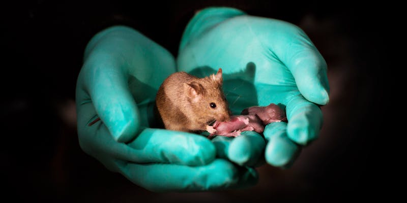 Babies Born From Two Mothers Survive for First Time in Mouse Study