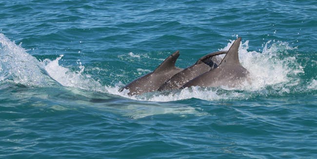 dolphins