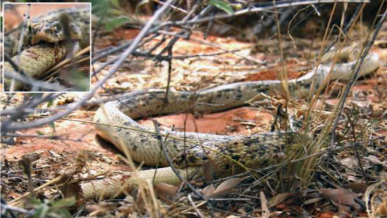 Cobra Cannibalism: Snakes Eat Each Other in Bizarre Study | Inverse