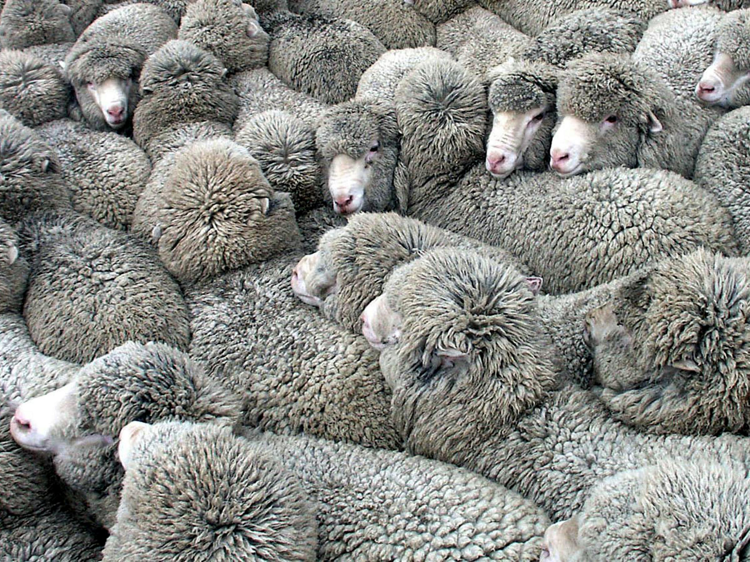Merino sheep.NZ