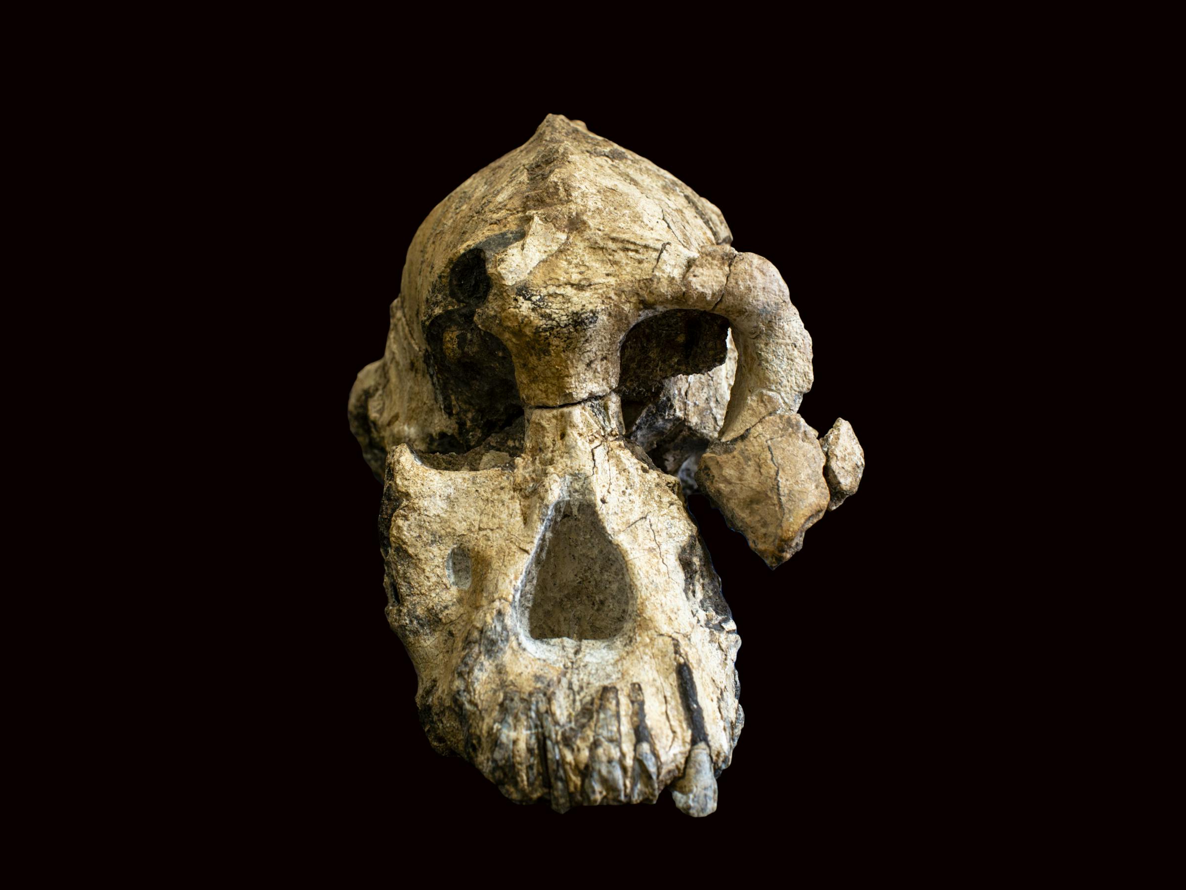 australopithecus anamensis