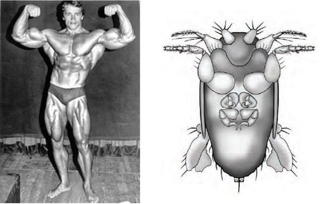 Arnold Schwarzenegger and the fly named after him
